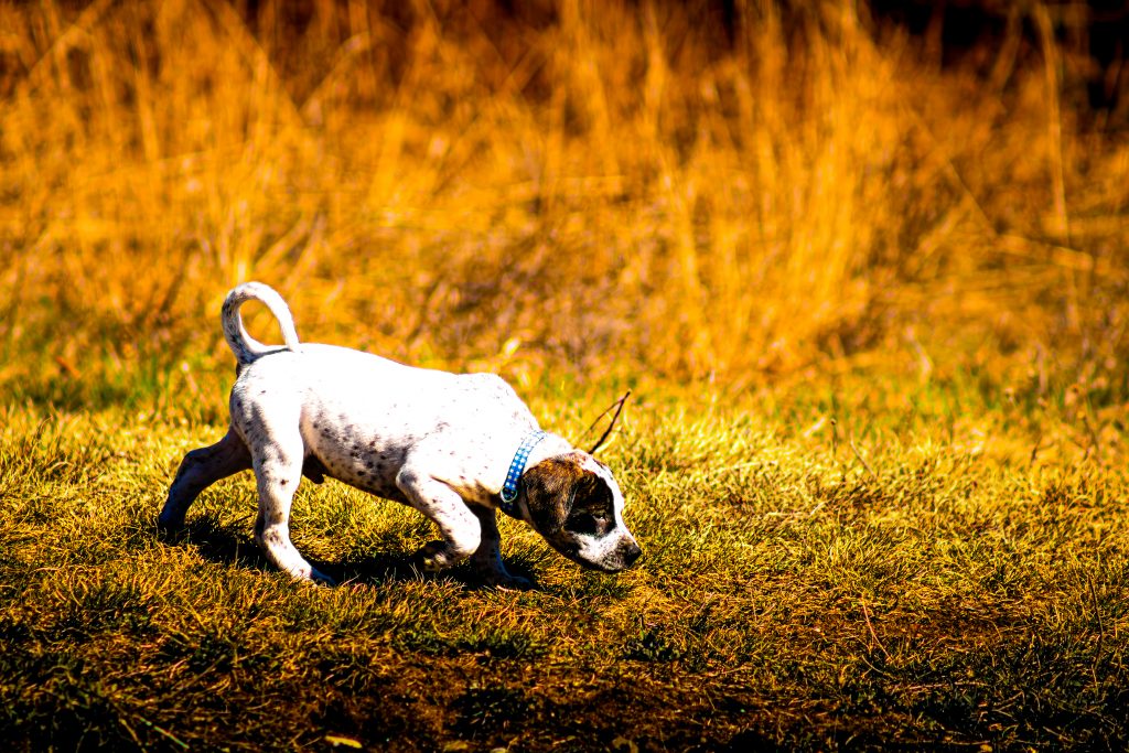 Puppy Hunter
