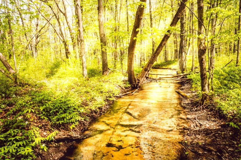 Stevens creek 4